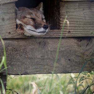 Corsac fox : Hamerton : 15 Jun 2018