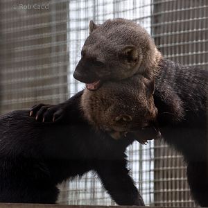 Tayra : Hamerton : 15 Jun 2018