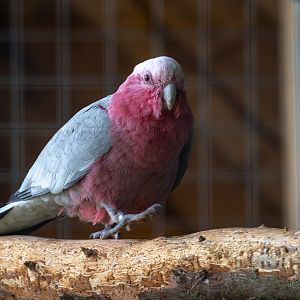 Galah : Hamerton : 15 Jun 2018