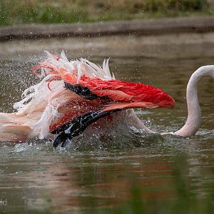 Greater flamingo : Hamerton : 15 Jun 2018