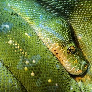 May. 2018 - Deserts - Drop Dead Gorgeous Snakes - Green Tree Python