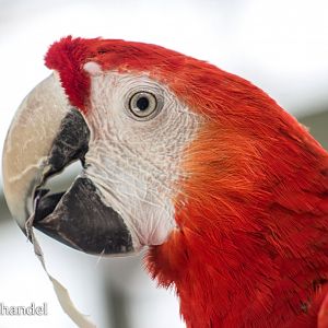 May. 2018 - Forests - Scarlet Macaw