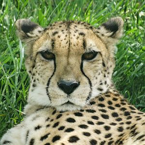 May. 2018 - Plains - Cheetah
