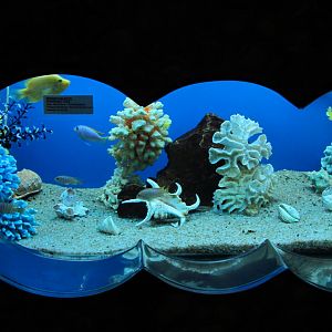 Pseudo marine tank
