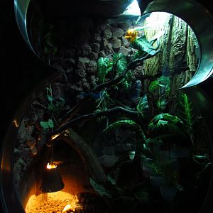 Radiated tortoise exhibit