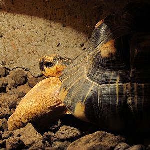 Radiated tortoise