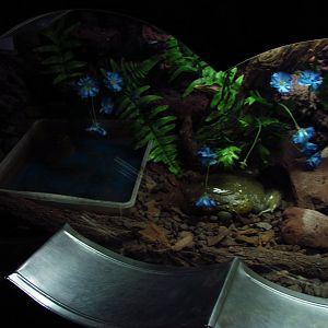 African bullfrog exhibit