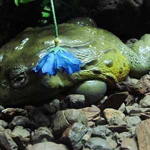 African bullfrog