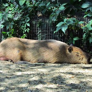 Capybara