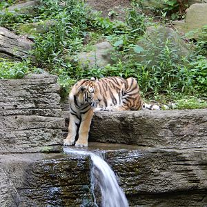 6/17/2018 - Amur Tiger
