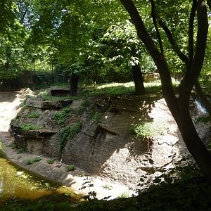 6/17/2018 - Amur Tiger Habitat