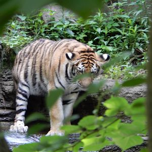 6/17/2018 - Who's That Thru the Bushes?