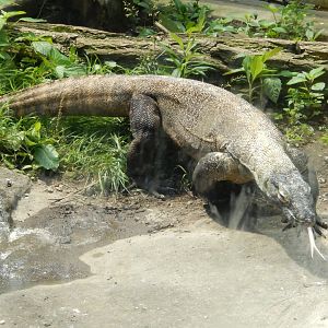 6/17/2018 - Komodo Dragon
