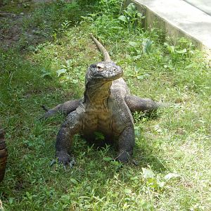 6/17/2018 - Komodo Dragon