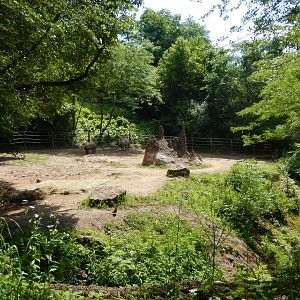 6/17/2018 - Black Rhino Exhibit