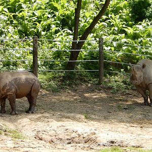 6/17/2018 - Black Rhino Mom and Older Calf