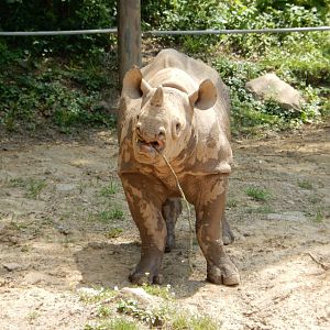 6/17/2018 - Branching Out