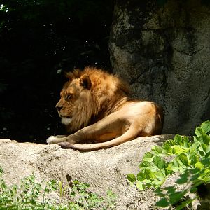 6/17/2018 - African Lion