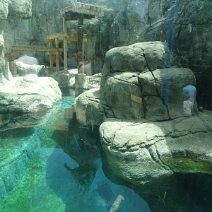 Jun. 2018 - Marine Mammals - New! Long-tailed Macaque Exhibit