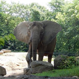 6/17/2018 - African Elephant