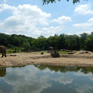 6/17/2018 - African Elephant Habitat