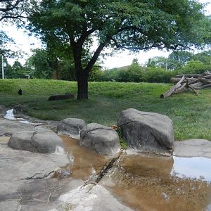 6/17/2018 - Gorilla Habitat