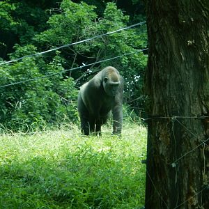 6/17/2018 - Female Gorilla