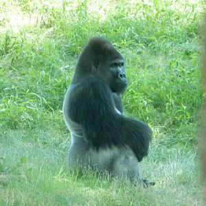 6/17/2018 - Silverback Gorilla