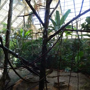 6/17/2018 - Primate Exhibit