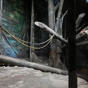 6/17/2018 - Orangutan Exhibit