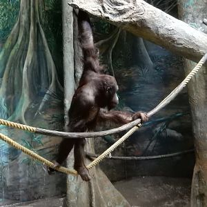 6/17/2018 - Orangutan