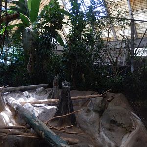 6/17/2018 - Blue Monkey Exhibit