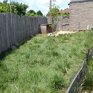 6/17/2018 - Aldabra Tortoise Exhibit