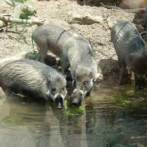 6/17/2018 - Visayan Warty Pigs