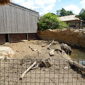 6/17/2018 - Visayan Warty Pig Exhibit