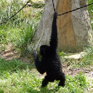 6/17/2018 - Rejected Baby Siamang