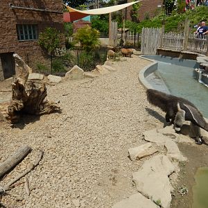 6/17/2018 - Giant Anteater and Capybara Exhibit