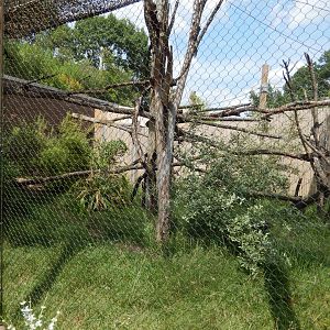 6/17/2018 - Fossa Habitat
