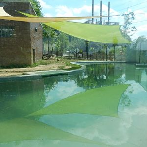 6/17/2018 - Pygmy Hippo Exhibit