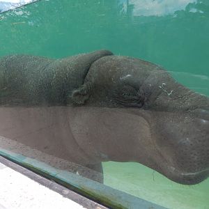6/17/2018 - Pygmy Hippo