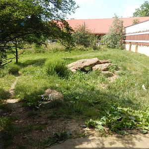 6/17/2018 - Cheetah Habitat