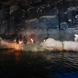 6/17/2018 - Penguin Habitat