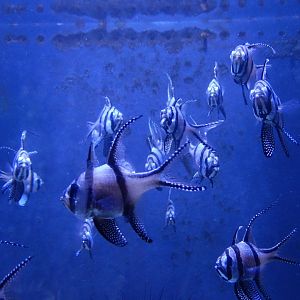 6/17/2018 - Banggai Cardinalfish School