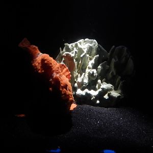 6/17/2018 - Fish ID Please?