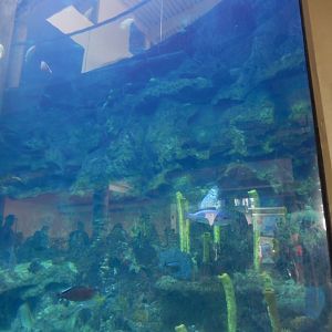 6/17/2018 - Ocean Tank