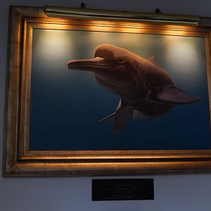 6/17/2018 - Portrait of Chuckles