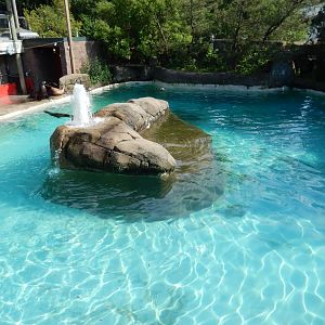 6/17/2018 - California Sea Lion Pool