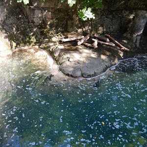 6/17/2018 - Beaver Exhibit