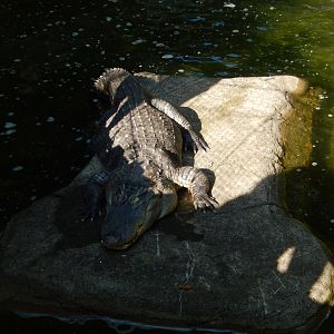 6/17/2018 - Massive American Alligator