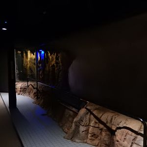 6/17/2018 - Fruit Bat Cave